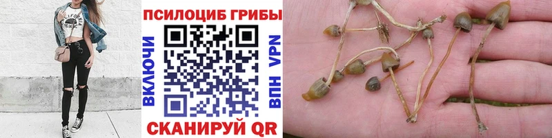 Псилоцибиновые грибы Cubensis  blacksprut как зайти  Янаул 